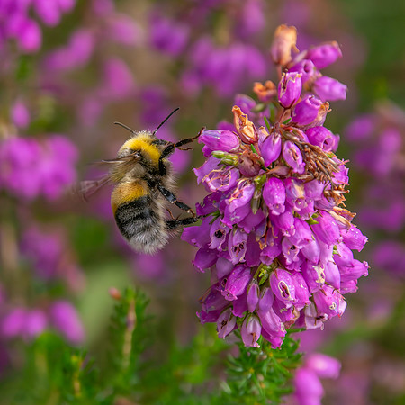White tailed bee