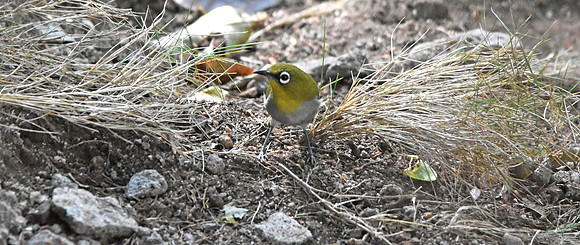 Oriental white eye