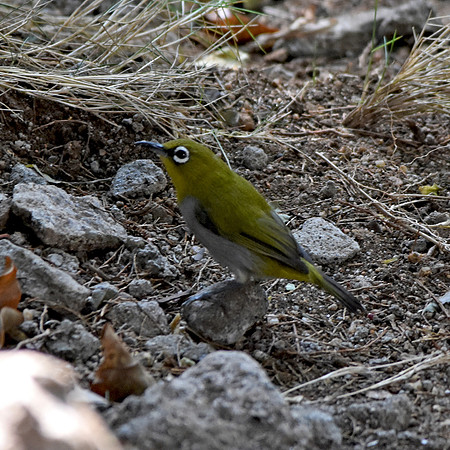 Oriental white eye