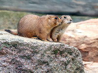 Black tailed prairie dog