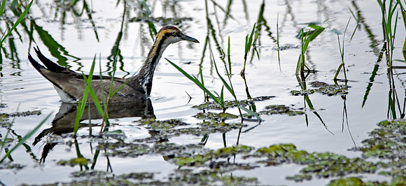 Pheasant tailed jacana