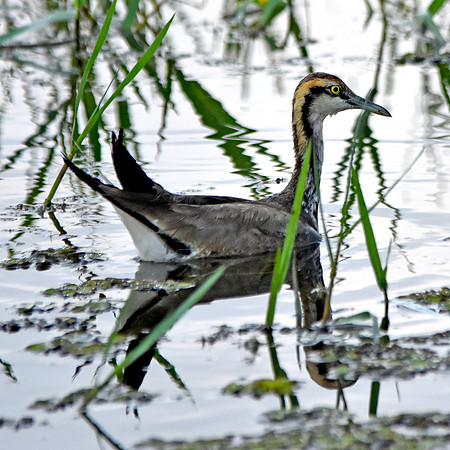 Pheasant tailed jacana