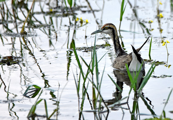 Pheasant tailed jacana