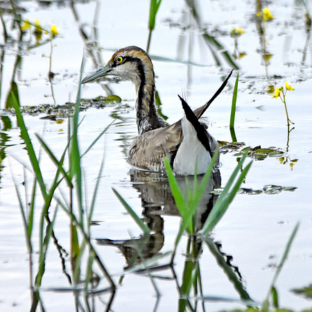 Pheasant tailed jacana