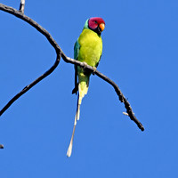 Plum headed parakeet, male