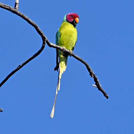 Plum headed parakeet, male