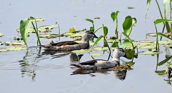 Cotton pygmy goose