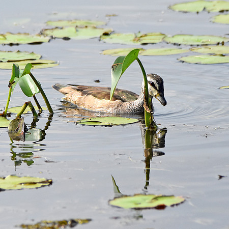 Cotton pygmy goose