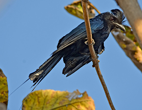 Racket tailed drongo