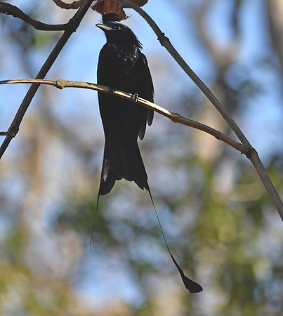Racket tailed drongo