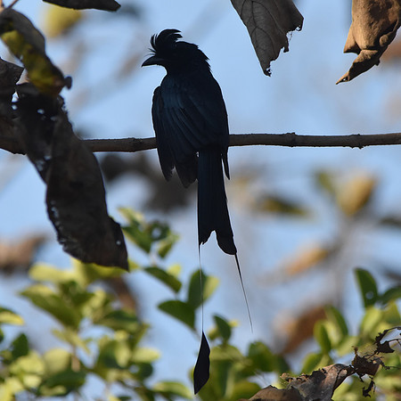 Racket tailed drongo
