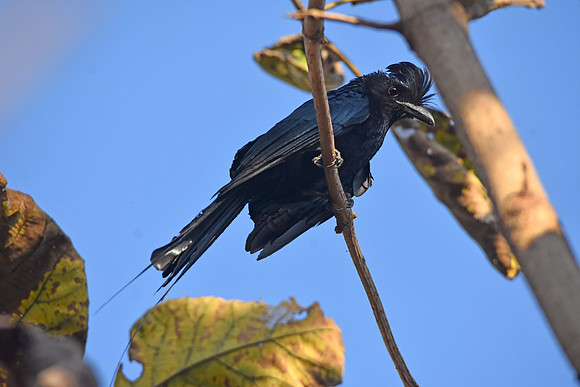 Racket tailed drongo