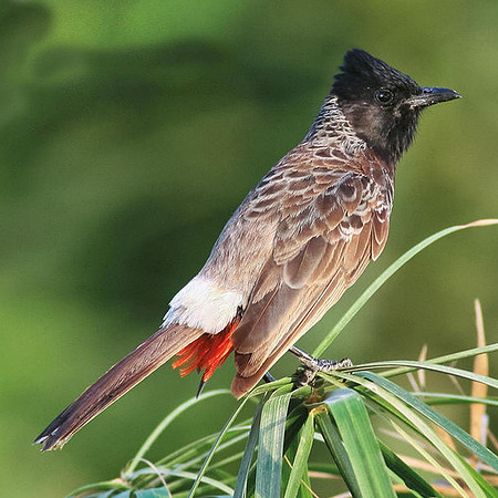 Red vented bulbul