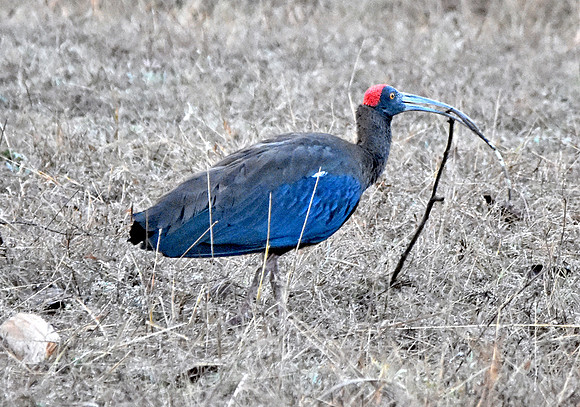 Red naped ibis