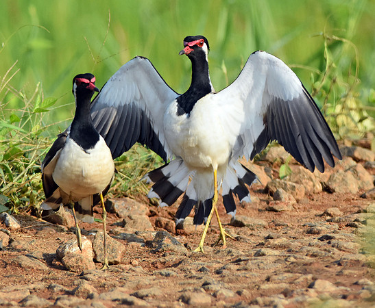 Red wattled lapwing, mating dance