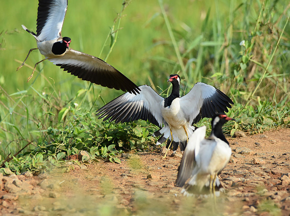 Red wattled lapwing, mating dance