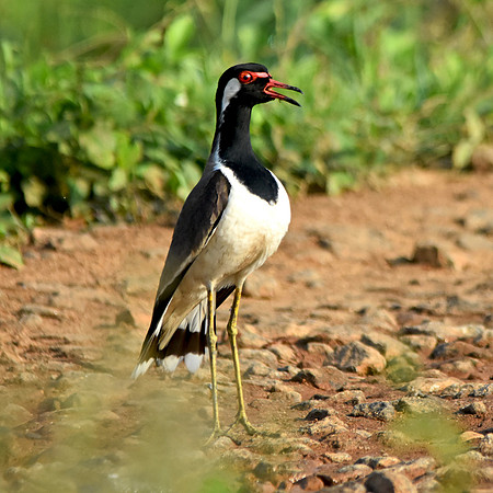Red wattled lapwing, female