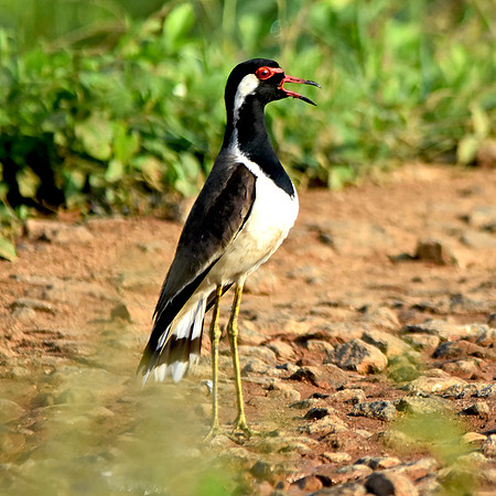 Red wattled lapwing, female