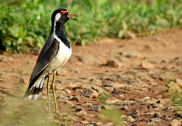 Red wattled lapwing, female