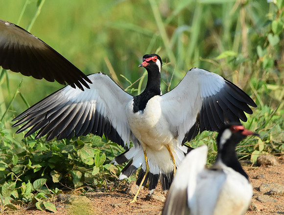 Red wattled lapwing, mating dance