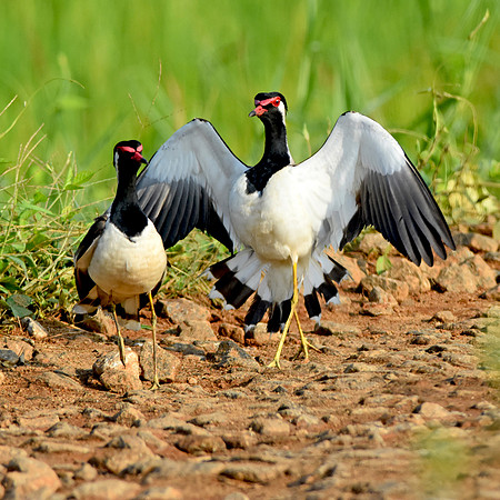 Red wattled lapwing, mating dance