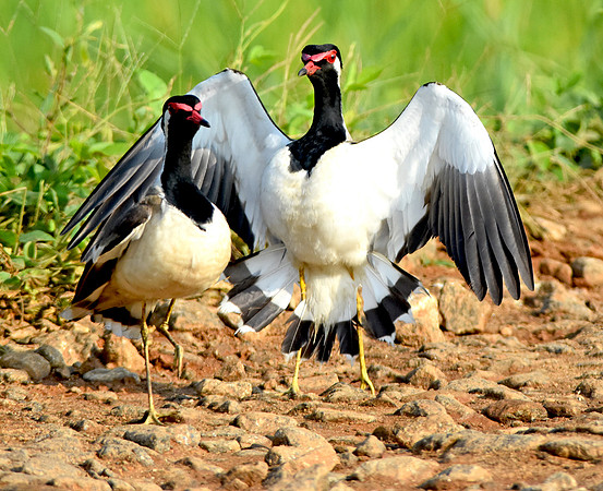 Red wattled lapwing, mating dance