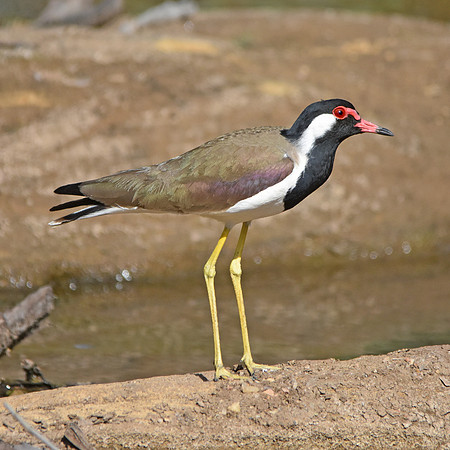 Red wattled lapwing
