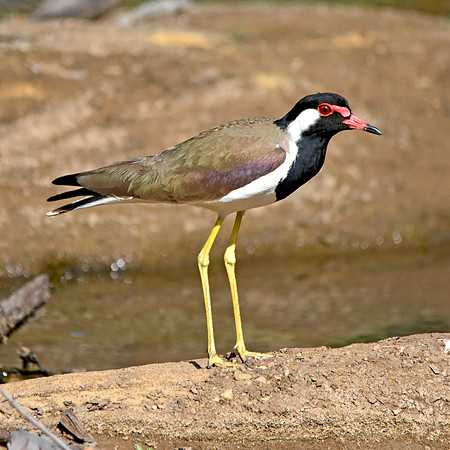 Red wattled lapwing