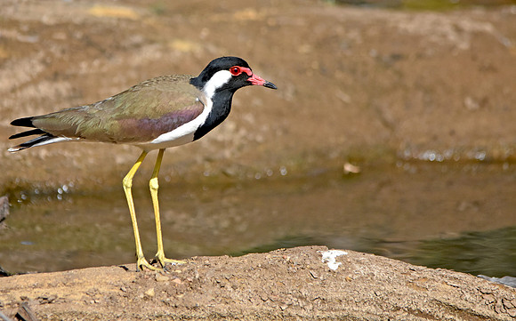 Red wattled lapwing