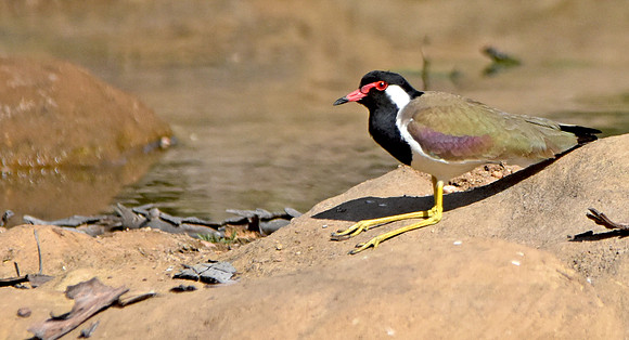 Red wattled lapwing