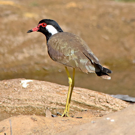 Red wattled lapwing