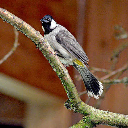 White cheeked bulbul