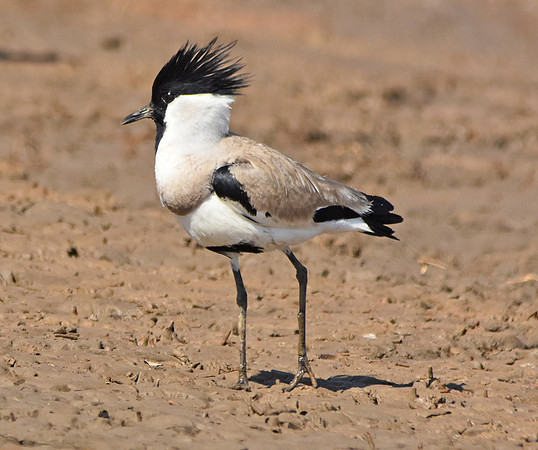 River lapwing