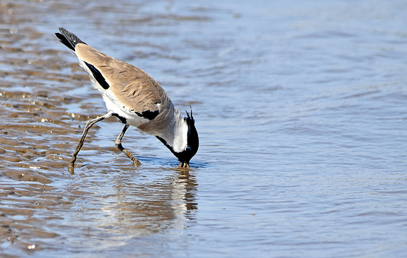River lapwing