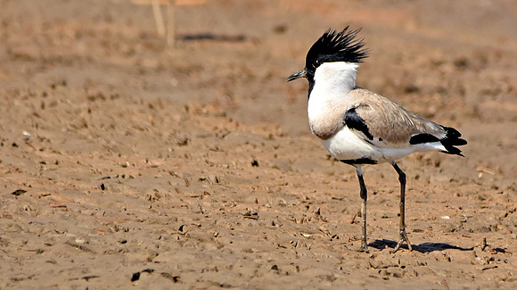 River lapwing