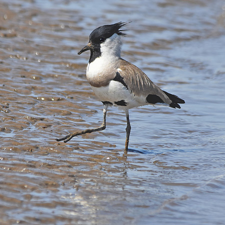 River lapwing
