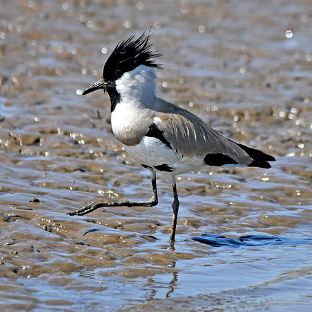 River lapwing