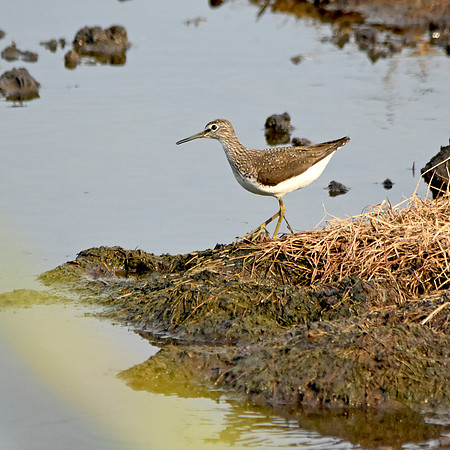 Green sandpiper, juvenile