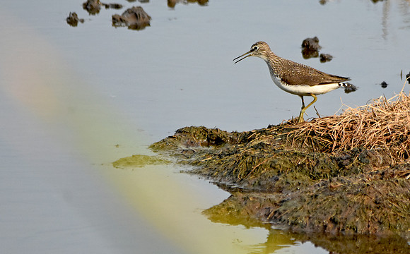 Green sandpiper, juvenile