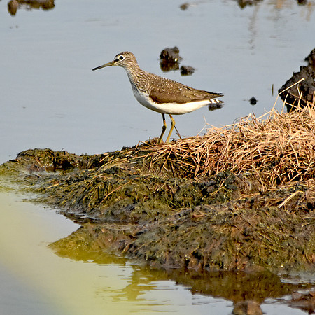 Green sandpiper, juvenile