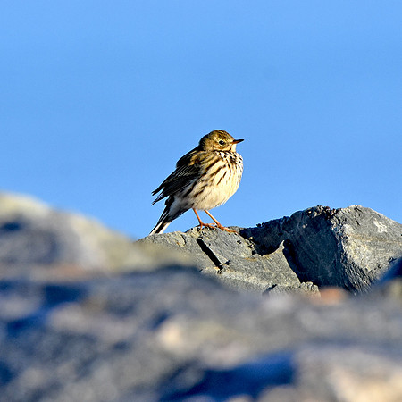 Rock pipit