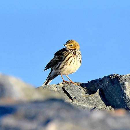 Rock pipit