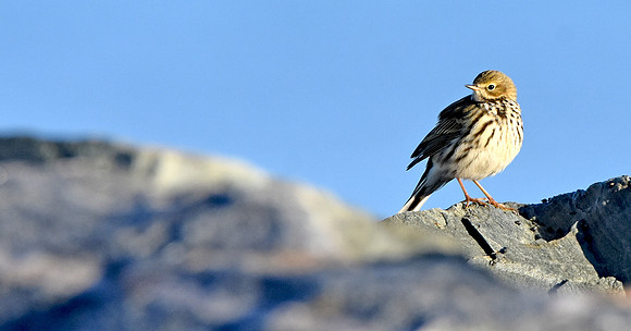 Rock pipit