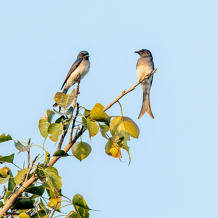White bellied drongo