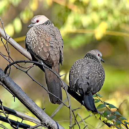 Spotted dove