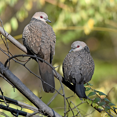 Spotted dove