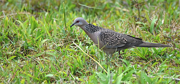 Spotted dove