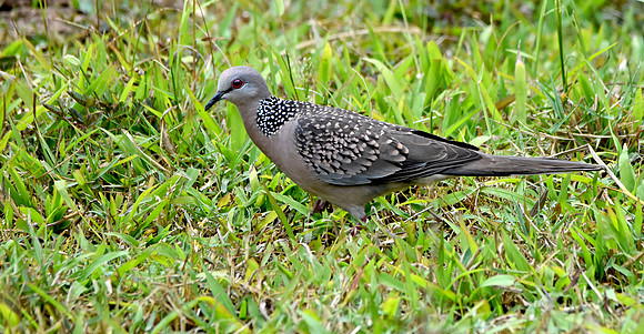 Spotted dove