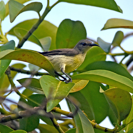 Purple sunbird, female
