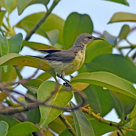 Purple sunbird, female